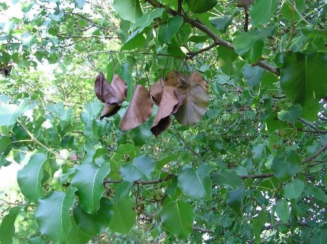 Fire blight on a pear tree.